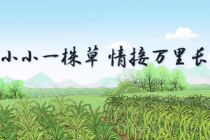 总书记讲党史故事丨小小一株草，情接万里长